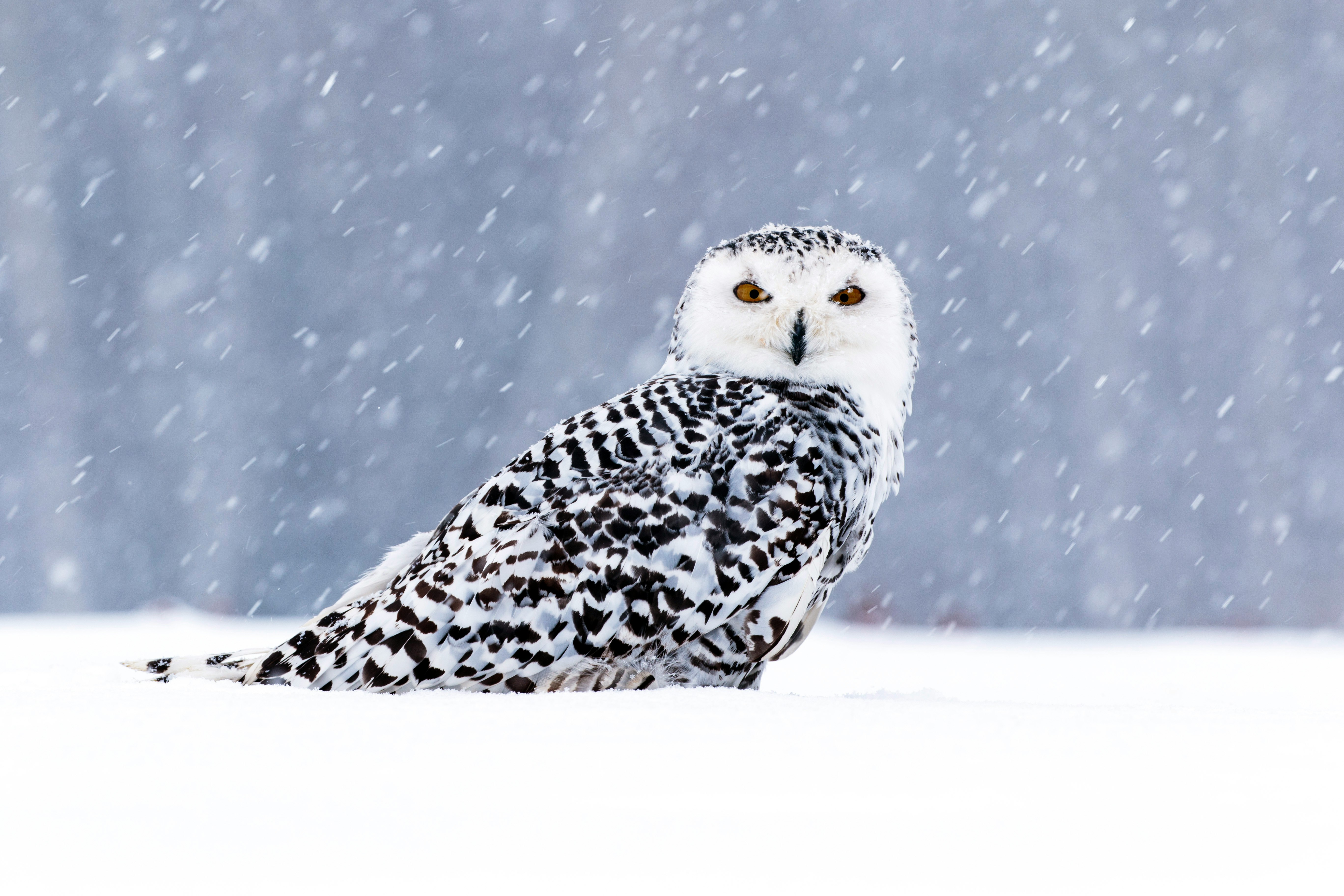 black and white eagle